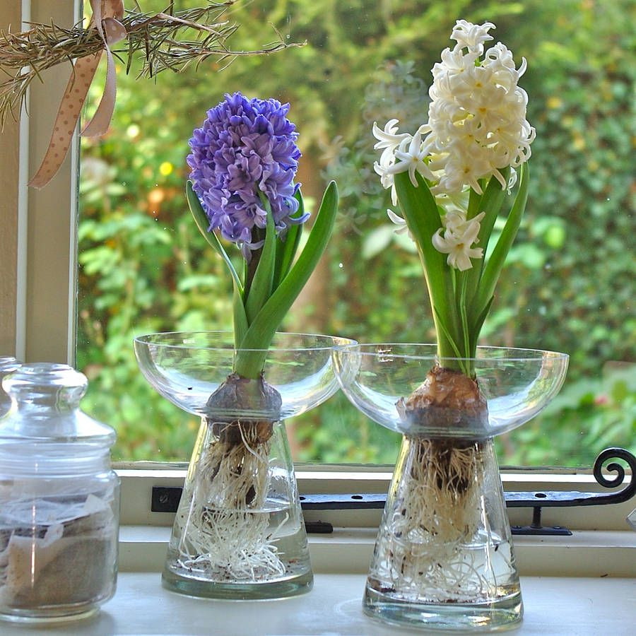 24 Amazing Clear Glass Bulb Vase 2024 free download clear glass bulb vase of hyacinth bulb vase by ella james notonthehighstreet com house of pertaining to hyacinth bulb vase by ella james notonthehighstreet com