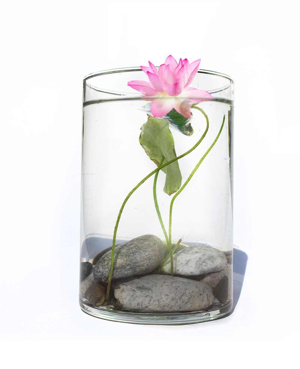clear glass rocks for vases of make a stunning water lily floral arrangement within water lily diy 56a262d53df78cf77274f452