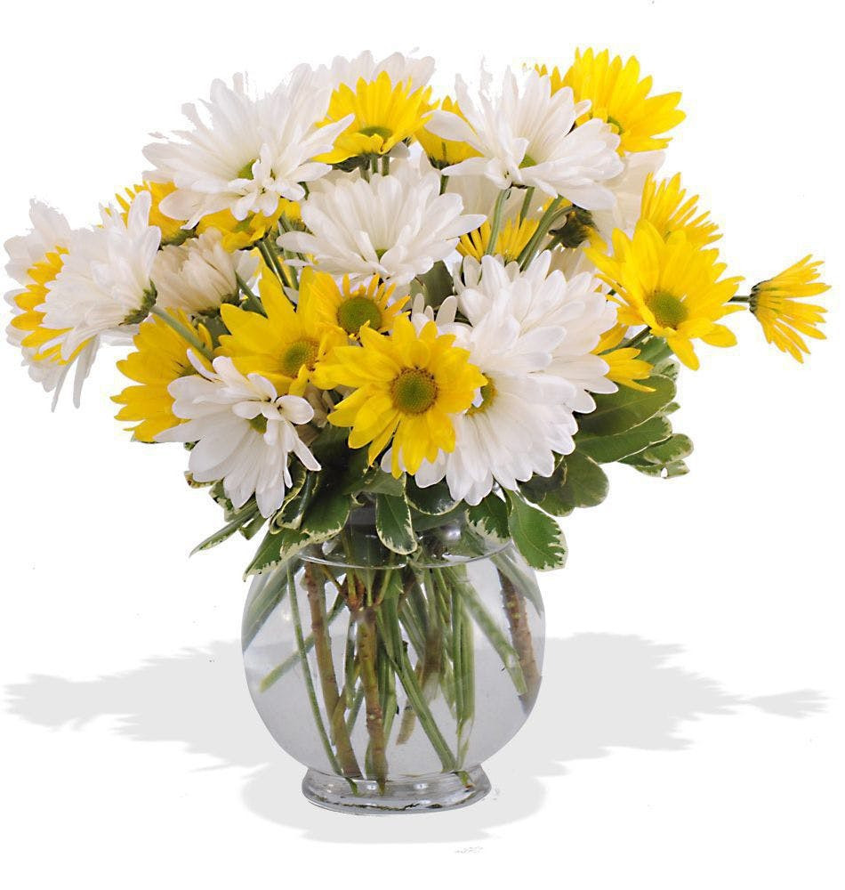 30 Famous Clear Vase Flower Arrangements 2024 free download clear vase flower arrangements of about walter knolls dashing daisies bouquet daisies in a bubble for delivery today available order within