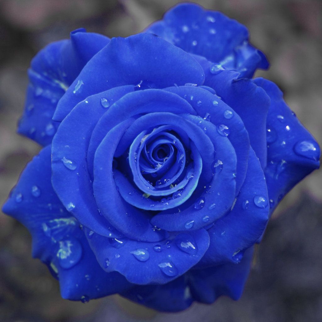 14 attractive Cobalt Blue Flower Vase 2024 free download cobalt blue flower vase of 15 inspirational rose flower pictures pictures rose bond intended for awesome blue roses flowers plants pinterest of 15 inspirational rose flower pictures pictures