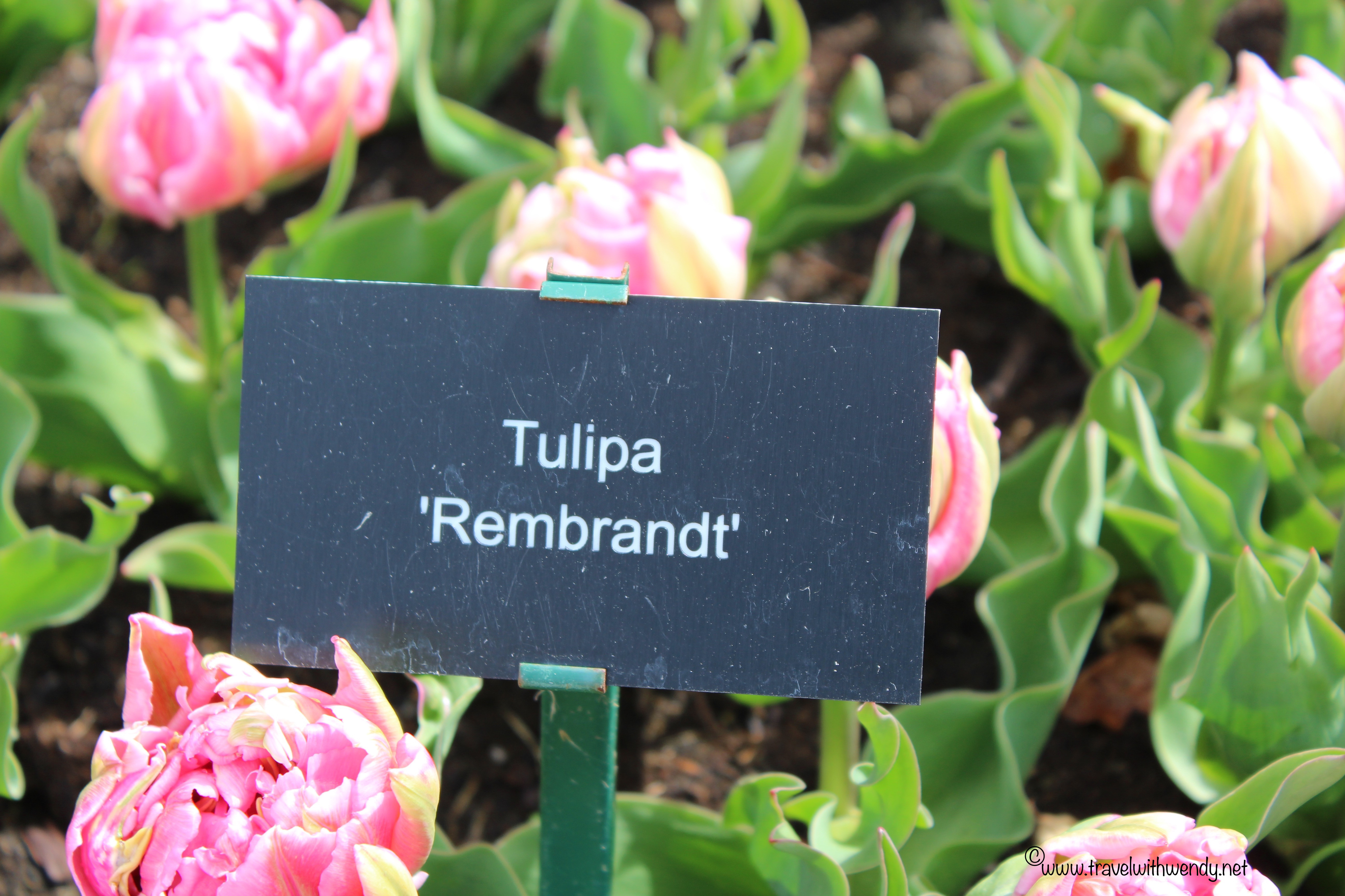 14 Amazing Delft Blue Tulip Vase 2024 free download delft blue tulip vase of spring travel in holland travel with wendy inside tww tulip rembrandt