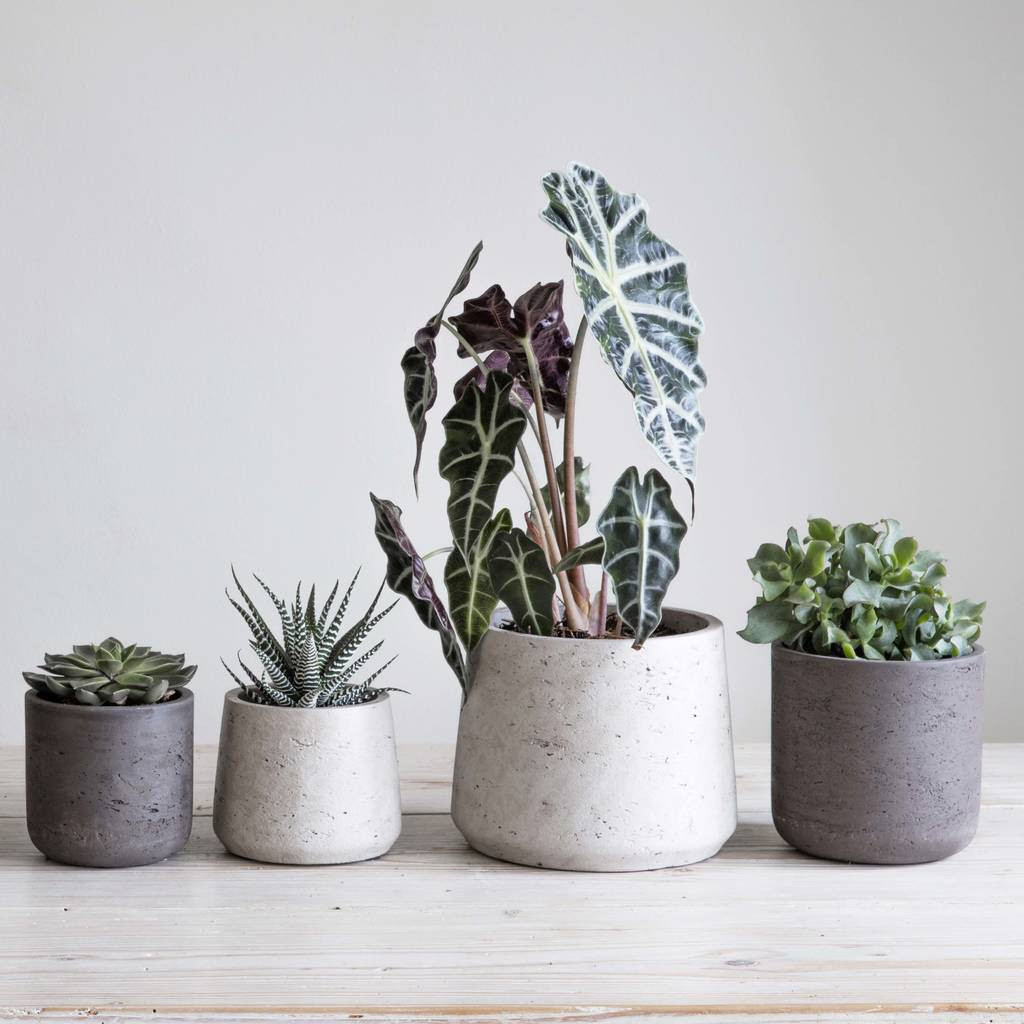 13 attractive Diy Concrete Vase 2024 free download diy concrete vase of cement plant pot set of two by idyll home notonthehighstreet com throughout cement plant pot set of two