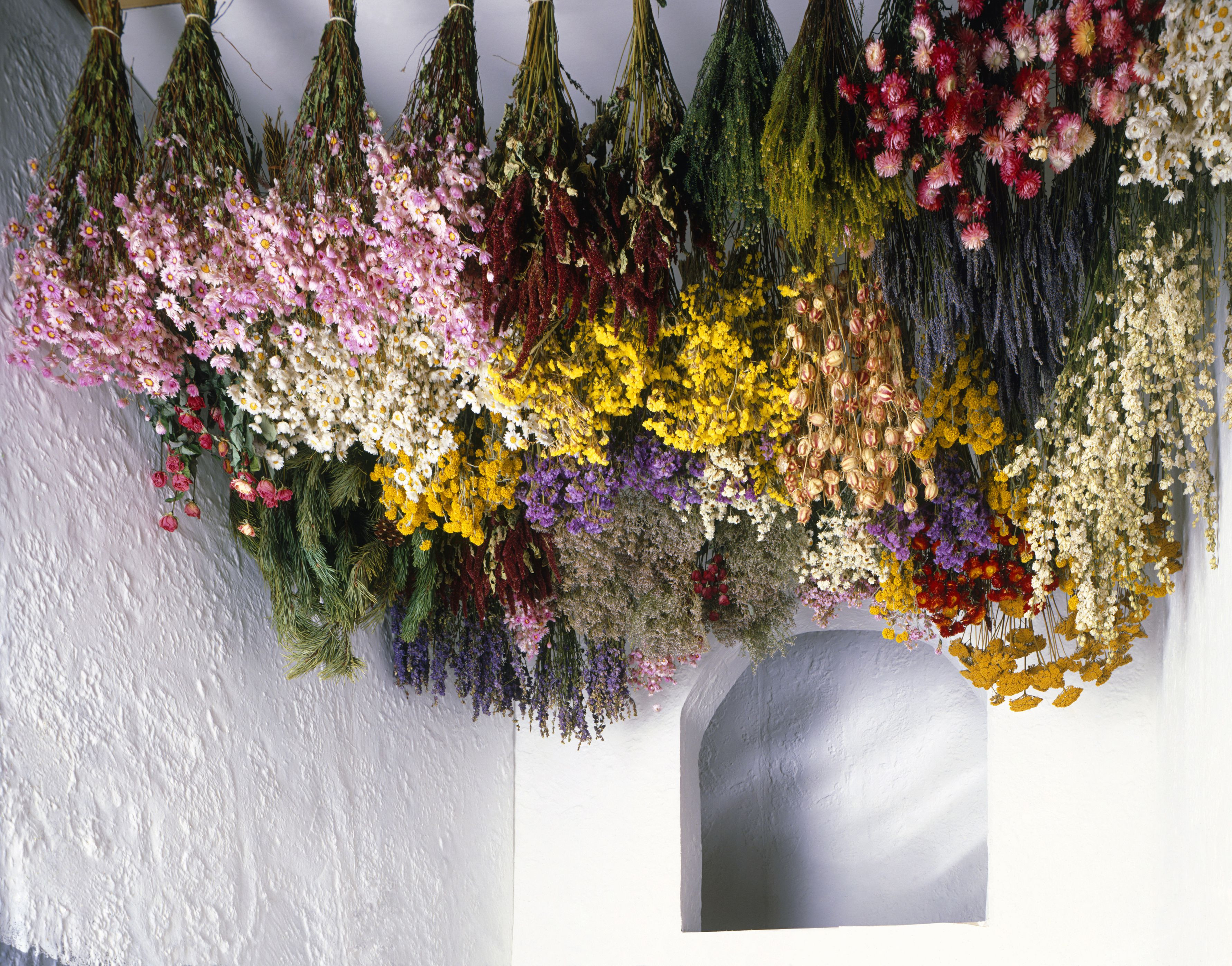 18 Nice Dried Flowers for Large Vases 2024 free download dried flowers for large vases of tips for harvesting drying and storing flowers throughout dried flowers hanging from ceiling 93190841 5a71f7591d6404003745a2d9