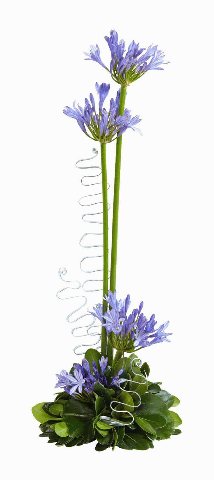 25 attractive Fake Flowers In Water Vase 2024 free download fake flowers in water vase of 5 lovely tall blue flowers graphics best roses flower pertaining to 9 awesome tall stalk flowers pics
