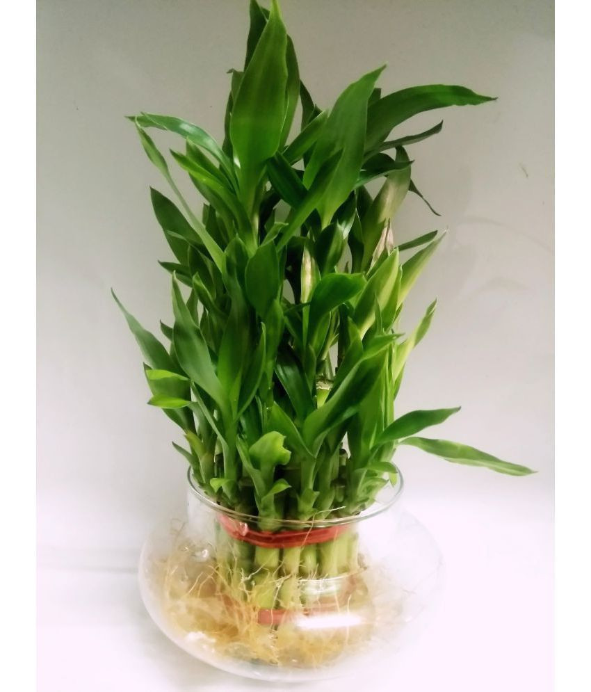 Feng Shui Wealth Vase Kit Of Green Plant Indoor 3 Layer Big Lucky Bamboo Plants Indoor Bamboo Intended for Green Plant Indoor 3 Layer Big Lucky Bamboo Plants Indoor Bamboo Plant