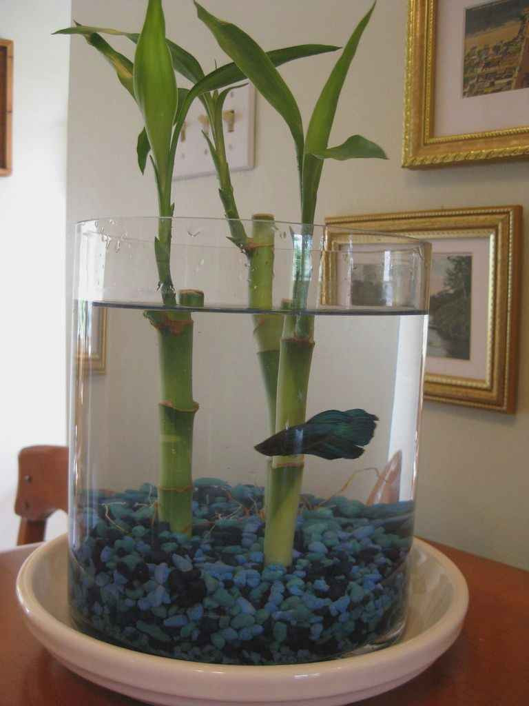 25 Amazing Fish In Plant Vase 2024 free download fish in plant vase of fresh best plants for betta plant directory regarding betta fish our new betta fish with lucky bambo amy wonder years