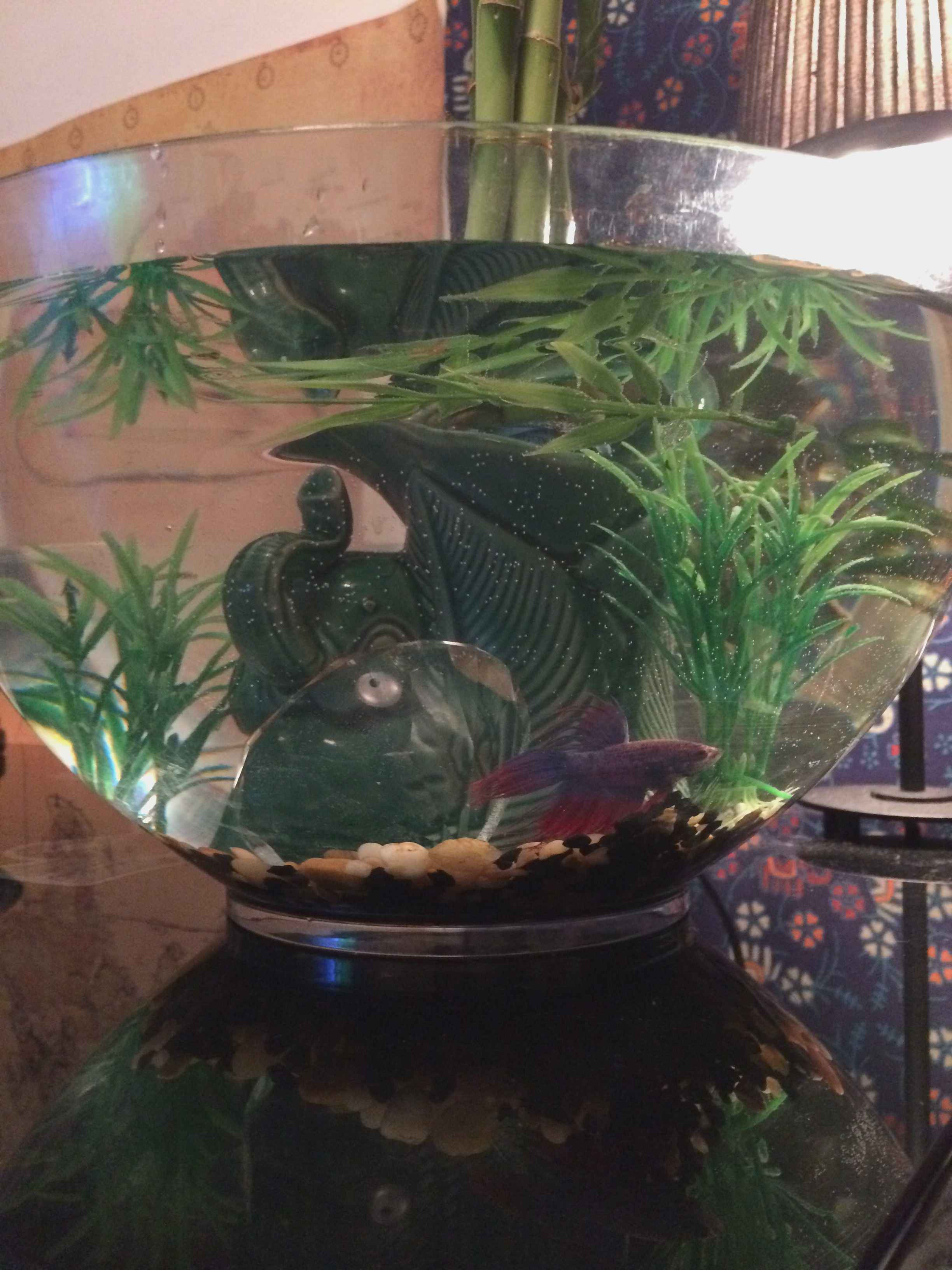 25 Amazing Fish In Plant Vase 2024 free download fish in plant vase of fresh best plants for betta plant directory with diy betta pond 2 gallon or more bowl a heater at least 10 watts 25 is