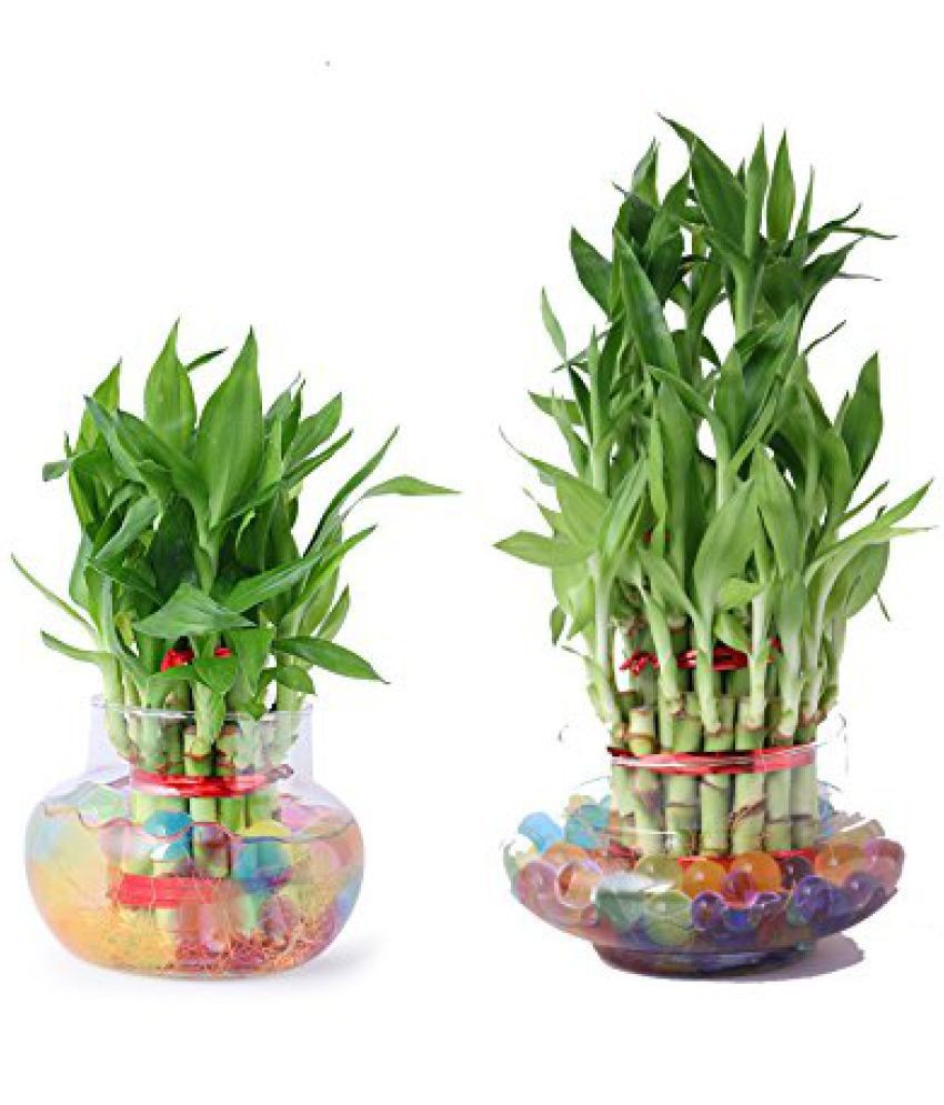 25 Amazing Fish In Plant Vase 2024 free download fish in plant vase of green plant indoor 3 2 layer lucky bamboo plants indoor bamboo throughout green plant indoor 3 2 layer lucky bamboo plants indoor bamboo plant
