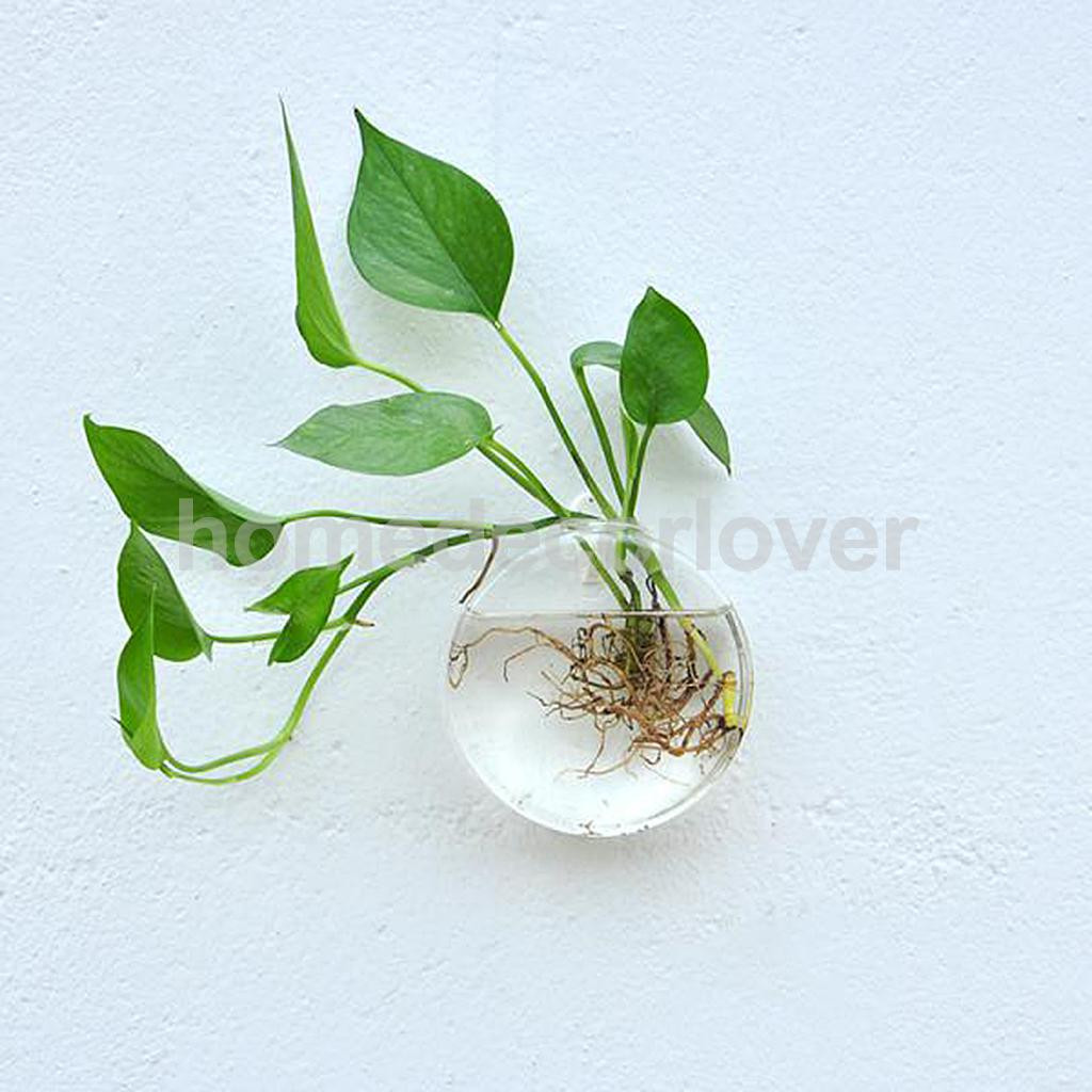 25 Amazing Fish In Plant Vase 2024 free download fish in plant vase of wall hanging plant flower hydroponic flat ball glass vase terrarium within aeproduct getsubject