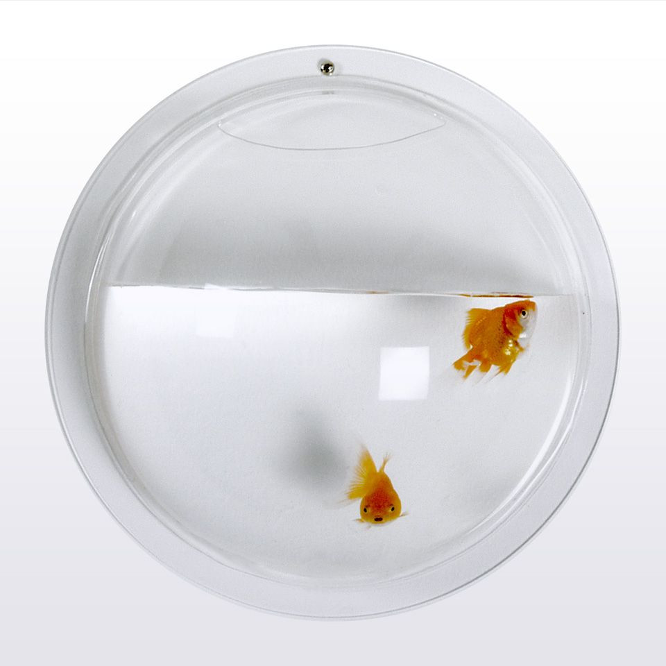 19 Stunning Flat Fish Bowl Vase 2024 free download flat fish bowl vase of boom pod fishbowl vase designer boom design products i love within boom pod fishbowl vase designer boom design