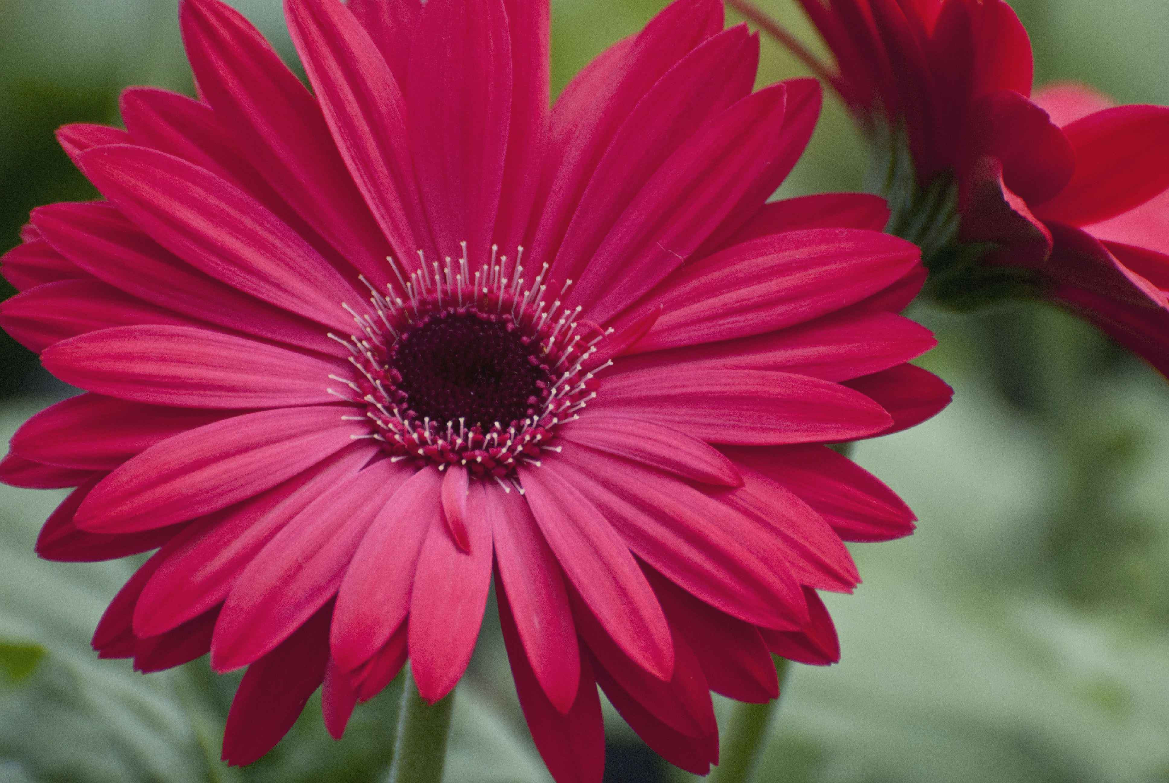 19 Amazing Gerbera Daisy In Vase 2024 free download gerbera daisy in vase of best of gerbera daisy plant plant directory intended for gerber daisy another favorite