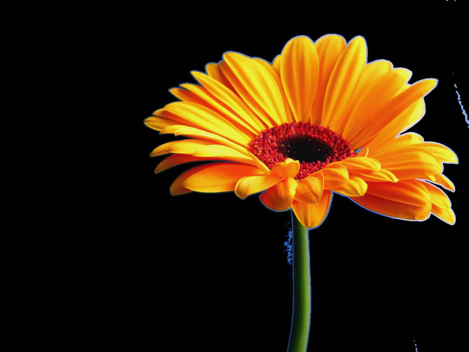 19 Amazing Gerbera Daisy In Vase 2024 free download gerbera daisy in vase of best of gerbera daisy plant plant directory with regard to orange gerbera daisy no white clipart 1 1600 1200