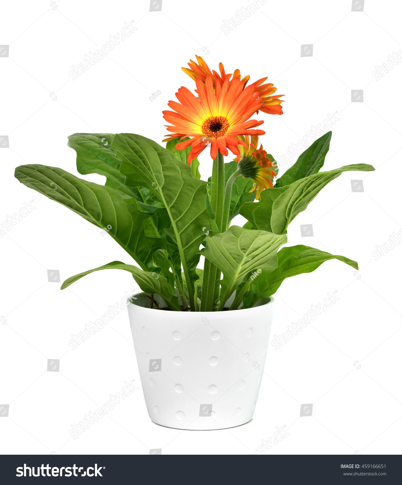 19 Amazing Gerbera Daisy In Vase 2024 free download gerbera daisy in vase of closeup orange gerbera daisy plant white stock photo edit now intended for closeup of an orange gerbera daisy plant in a white ceramic plant pot on a