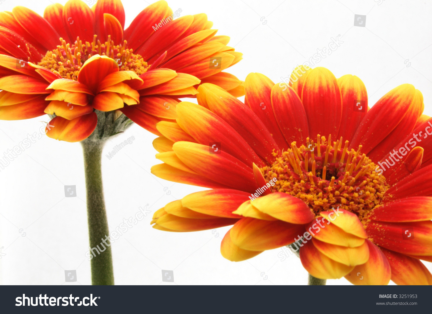 19 Amazing Gerbera Daisy In Vase 2024 free download gerbera daisy in vase of two red yellow gerber daisies stock photo edit now 3251953 with two red and yellow gerber daisies
