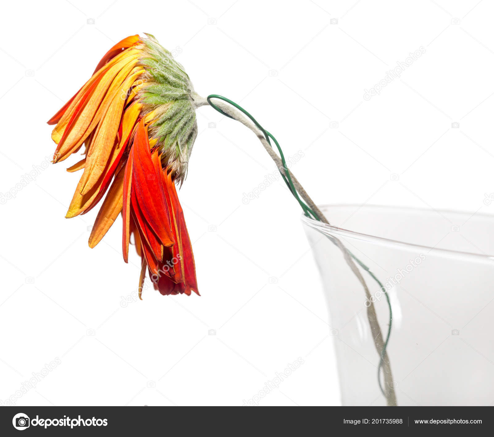 19 Amazing Gerbera Daisy In Vase 2024 free download gerbera daisy in vase of withered flower gerbera genus plants asteraceae daisy family glass inside withered flower gerbera genus plants asteraceae daisy family glass vase zdjac299cie stockow