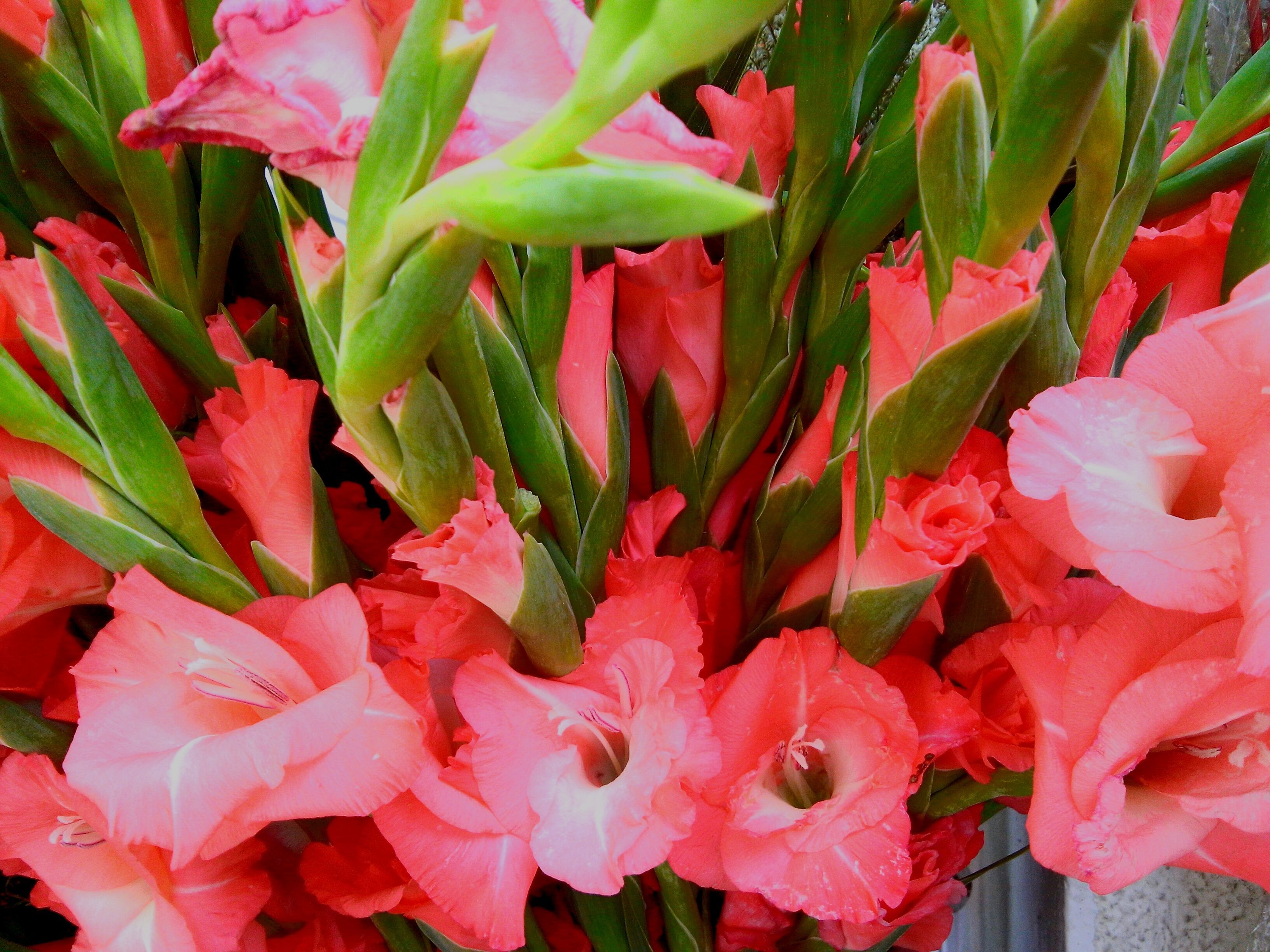 15 Stylish Gladiolus In Tall Vase 2024 free download gladiolus in tall vase of 13 top varieties for cut flowers throughout gladiolus gettyimages 580832105 59d4fb90d963ac0011403b34