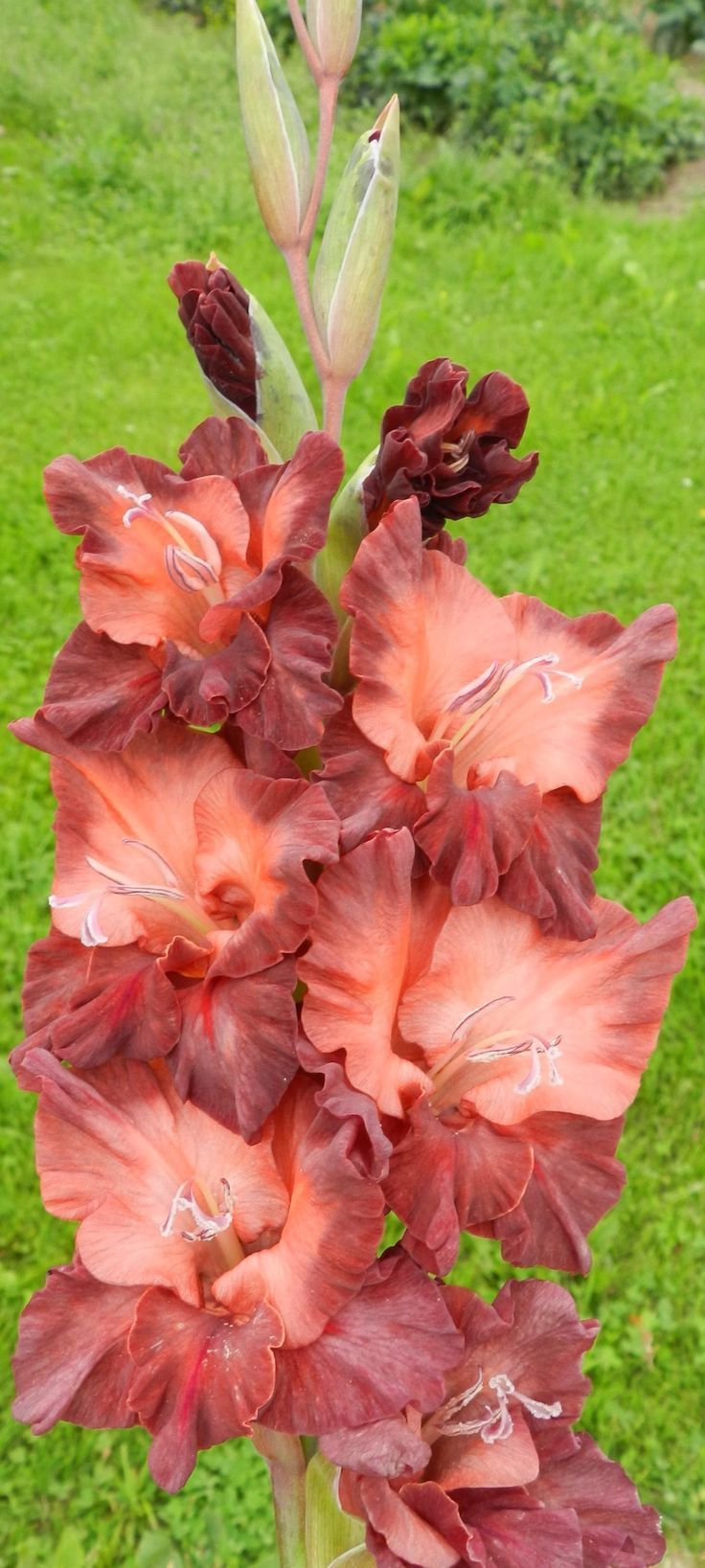 25 Trendy Gladiolus Vase for Sale 2022 free download gladiolus vase for sale of 100 best gladiolygladiolus images by kamila kalinova on pinterest within branais rumpausis 296