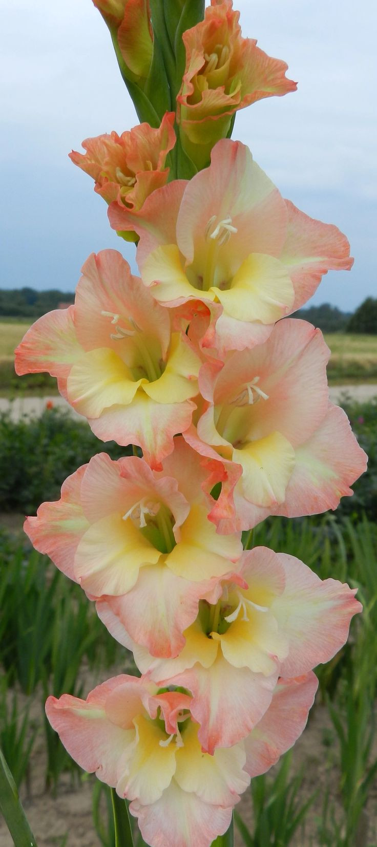 gladiolus vase for sale of 6306 best flowers images on pinterest beautiful flowers pretty with baby love 143