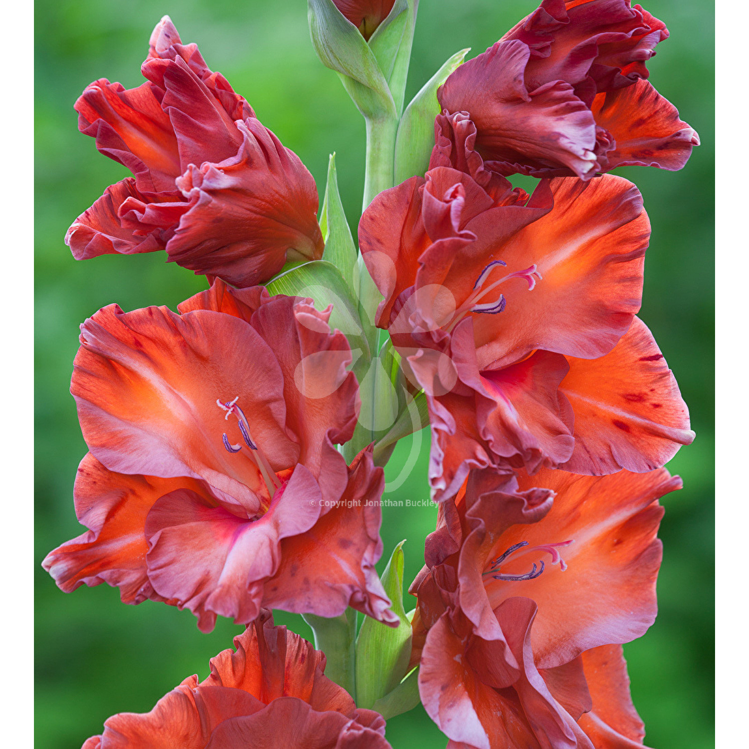 25 Trendy Gladiolus Vase for Sale 2022 free download gladiolus vase for sale of buy gladiolus bimbo sarah raven intended for 1500x1500 fit 209163 1