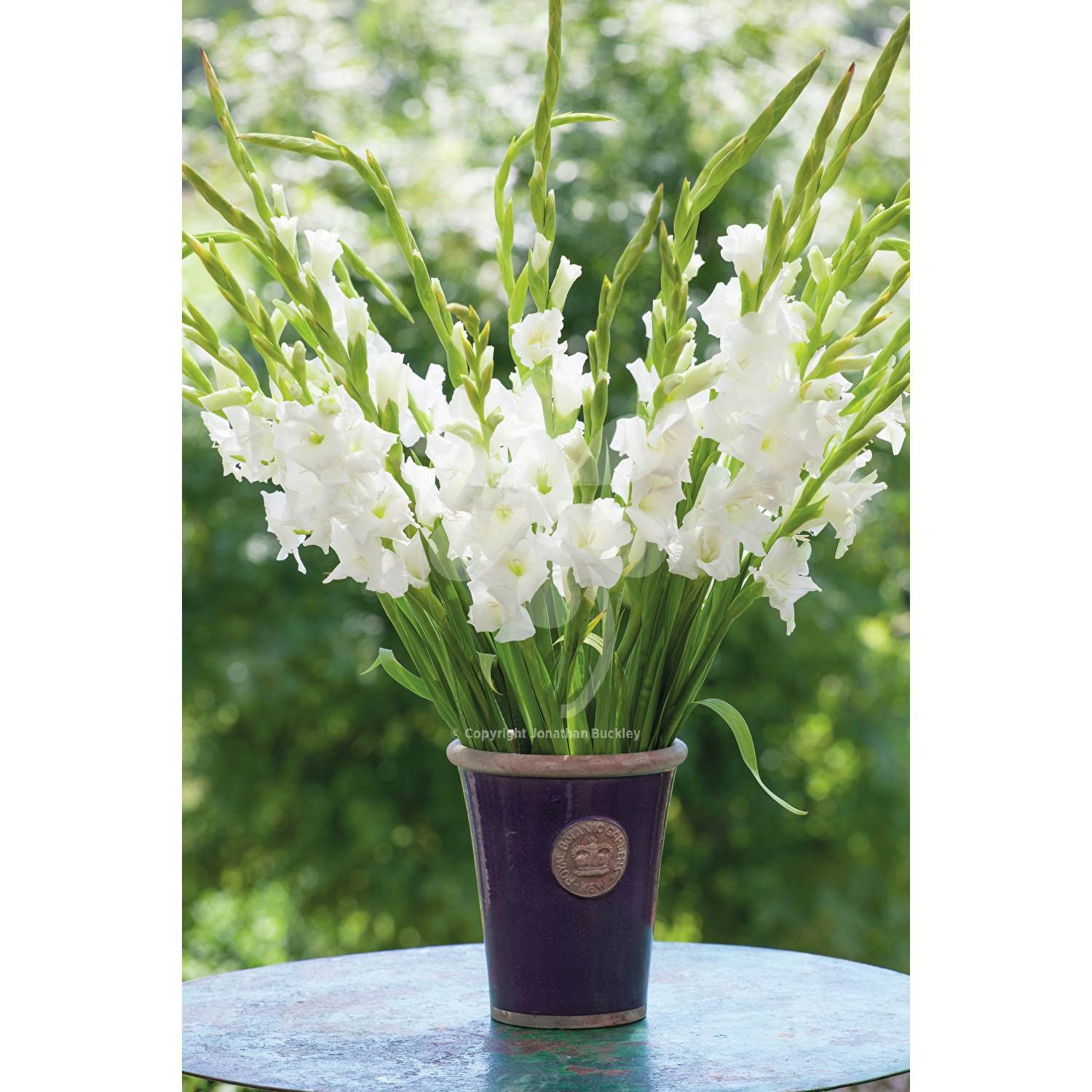 25 Trendy Gladiolus Vase for Sale 2022 free download gladiolus vase for sale of gladiolus bangladesh for 1500x1500 fit 209150 1