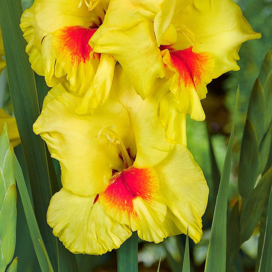 25 Trendy Gladiolus Vase for Sale 2022 free download gladiolus vase for sale of gladiolus jester easy to grow bulbs with gladiolus jester