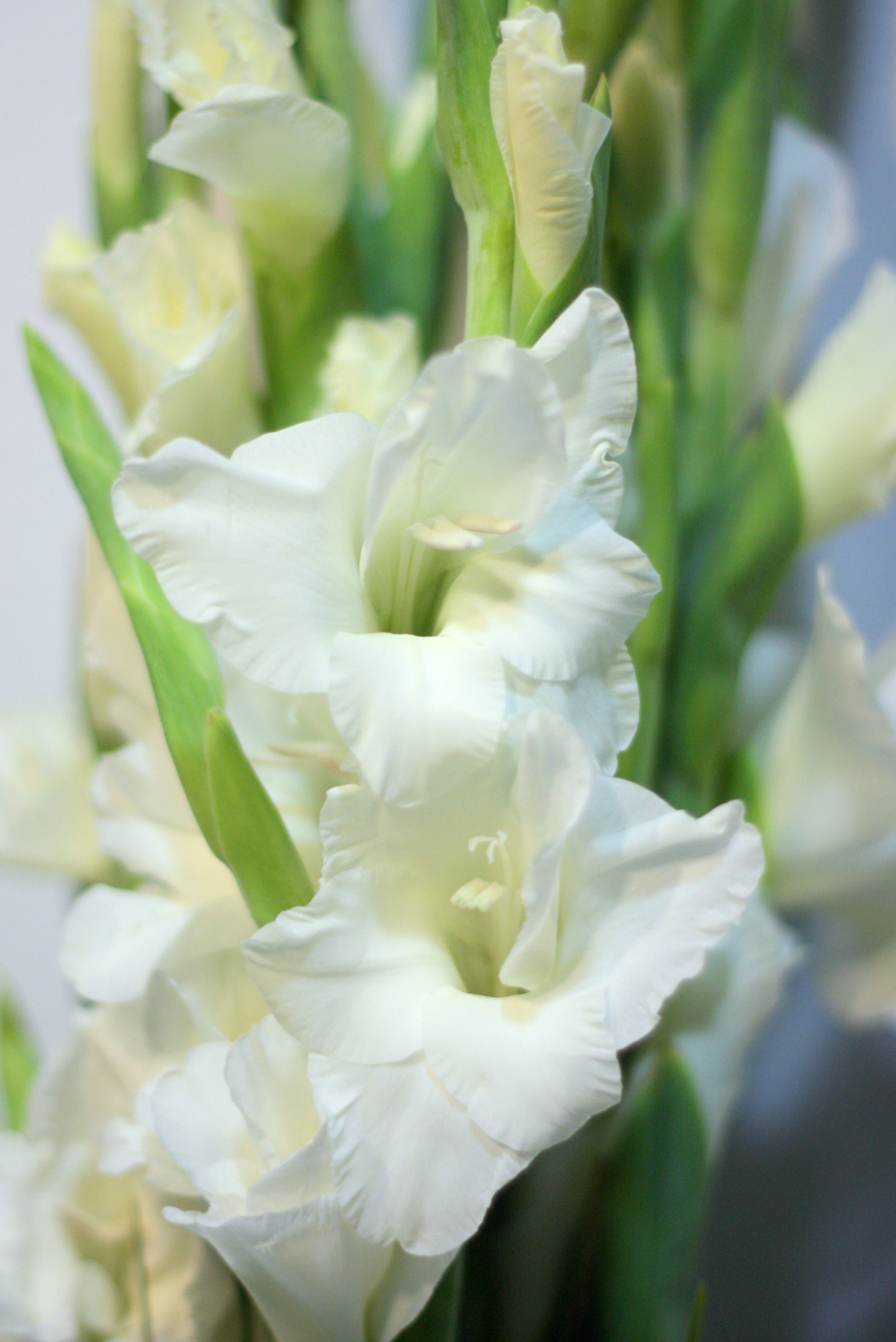 28 Wonderful Gladiolus Vase 2023 free download gladiolus vase of gladiolus flowers pinterest gladiolus beautiful flowers and intended for white gladiolus