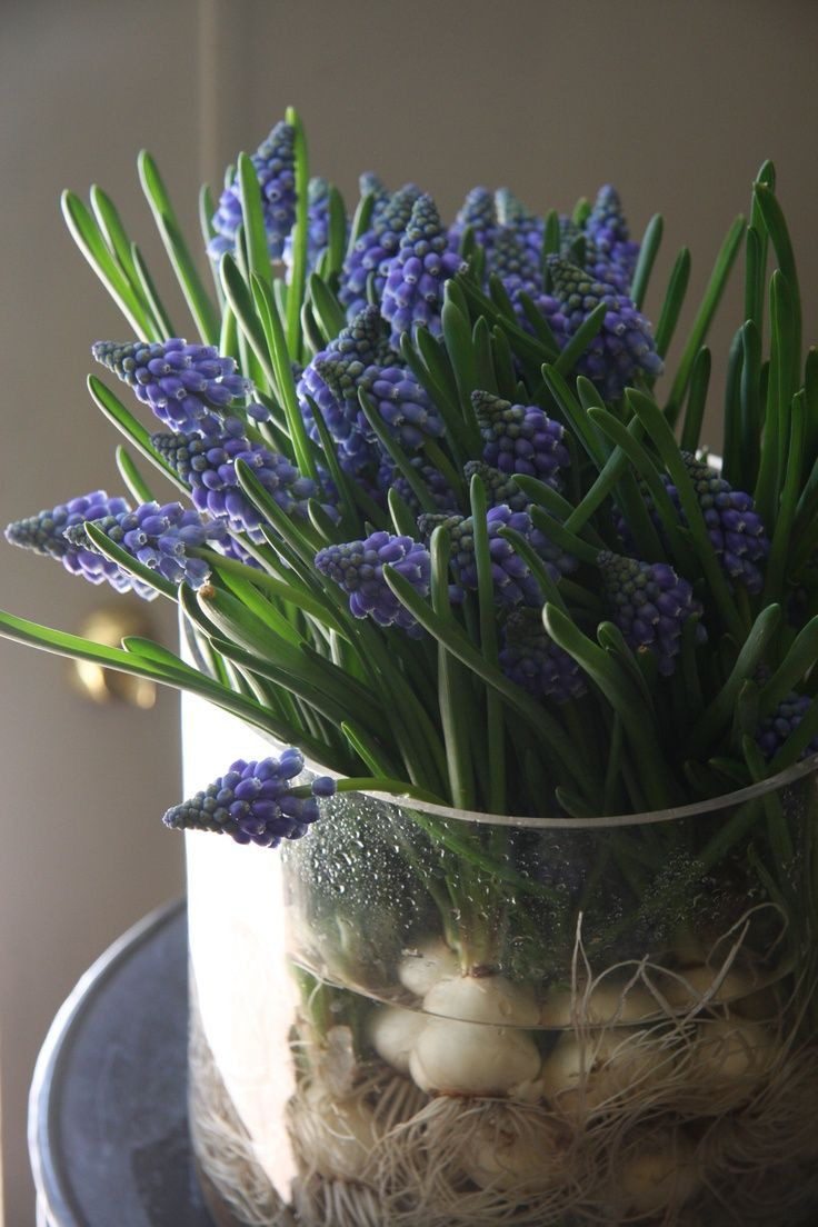 28 Awesome Glass Hyacinth Bulb Vase 2024 free download glass hyacinth bulb vase of 54 best bulb obsession images on pinterest indoor plants throughout 37 hyacinths dacor ideas to breathe spring in digsdigs hyacinths decor ideas ac2b7 flowers vas