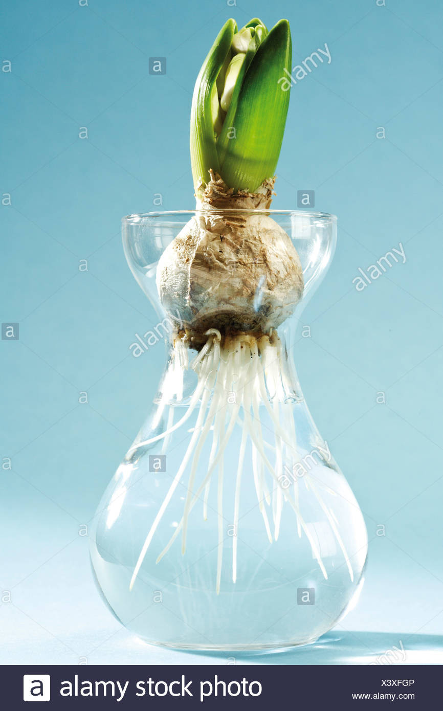 28 Awesome Glass Hyacinth Bulb Vase 2024 free download glass hyacinth bulb vase of hyacinth bulb stock photos hyacinth bulb stock images alamy inside pregrowth of a hyacinth bulb in water stock image