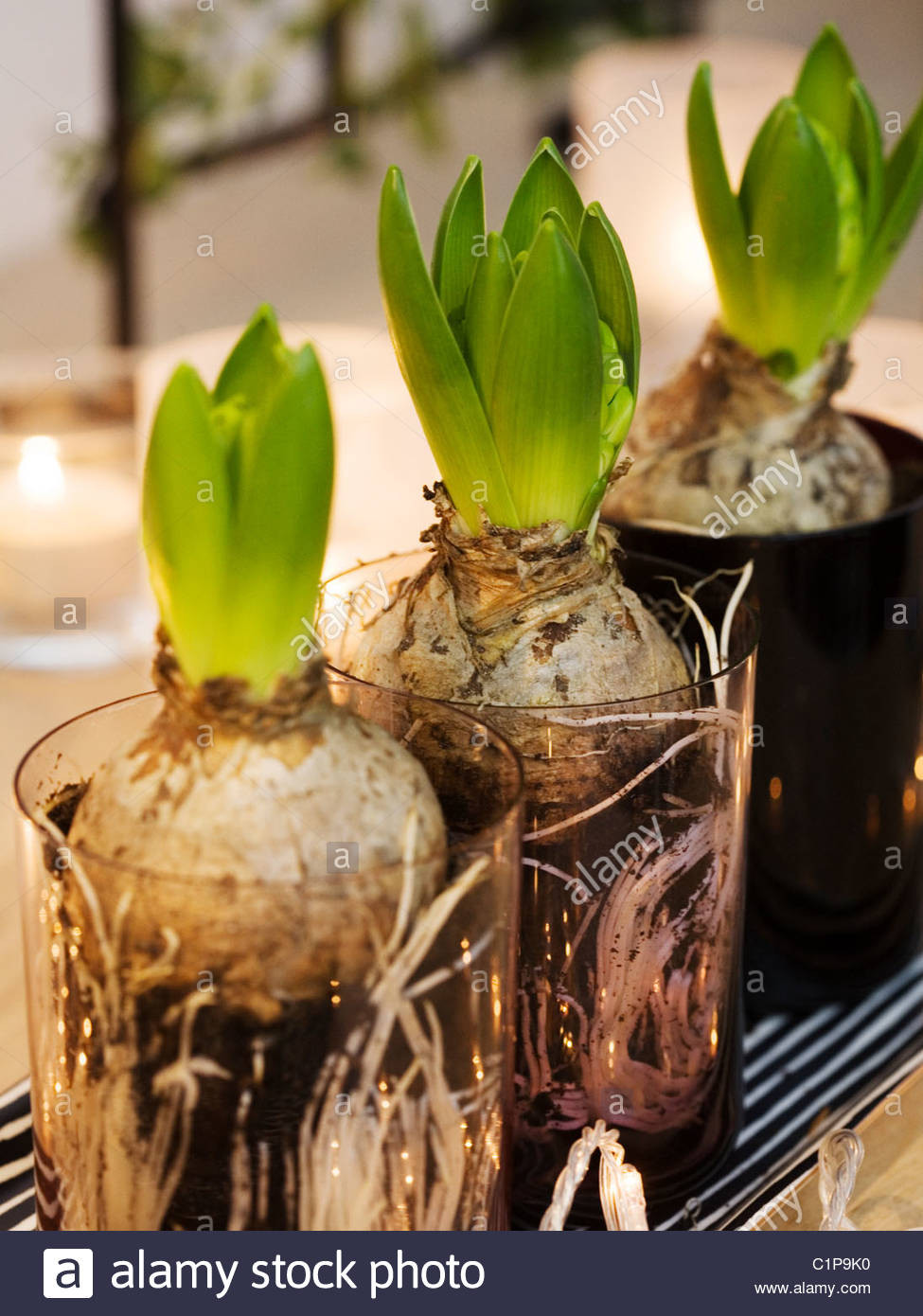 28 Awesome Glass Hyacinth Bulb Vase 2024 free download glass hyacinth bulb vase of hyacinth bulb stock photos hyacinth bulb stock images alamy intended for hyacinth bulb in glasses close up stock image