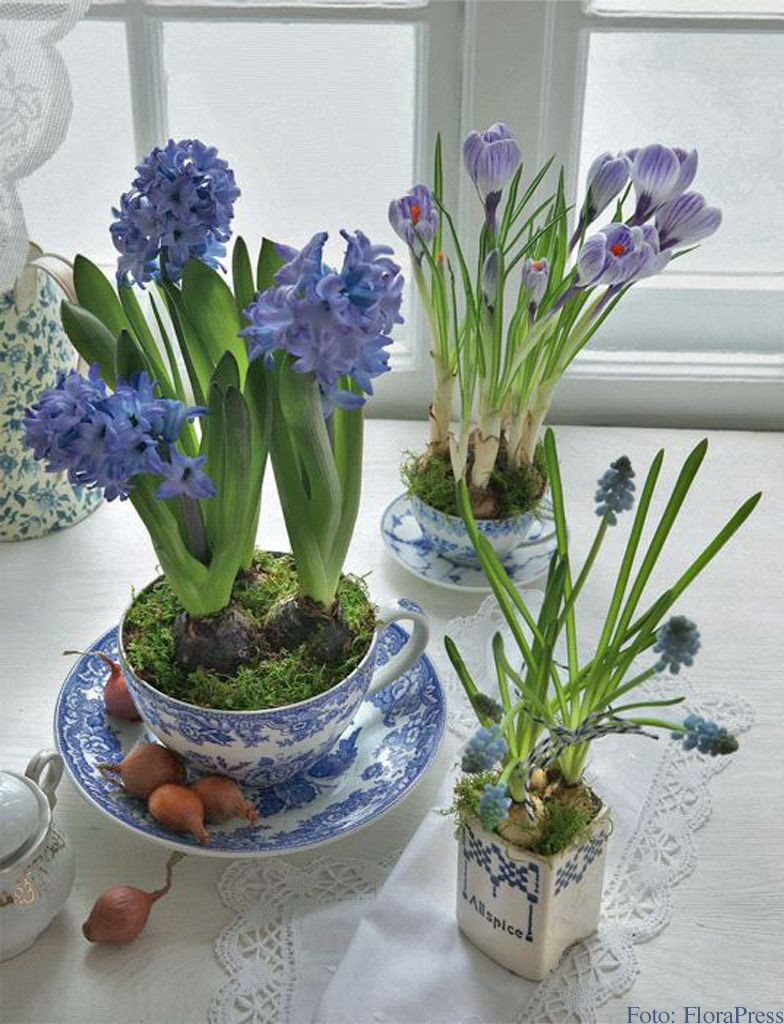 28 Awesome Glass Hyacinth Bulb Vase 2024 free download glass hyacinth bulb vase of hyazinthen krokus und traubenhyazinthen in blauen tassen foto inside hyazinthen krokus und traubenhyazinthen in blauen tassen foto florapress