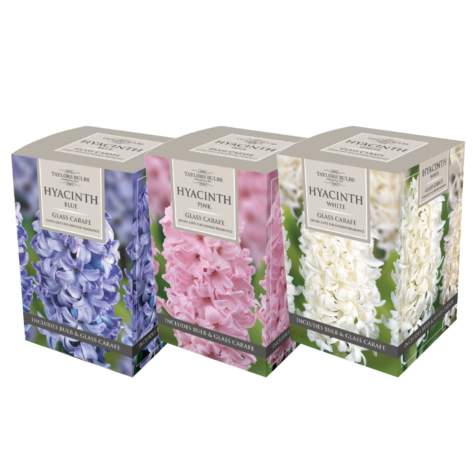 28 Awesome Glass Hyacinth Bulb Vase 2024 free download glass hyacinth bulb vase of planters at bretby planters at bretby garden centre restaurant inside hyacinth glass carafe gift boxes a2 99 each or