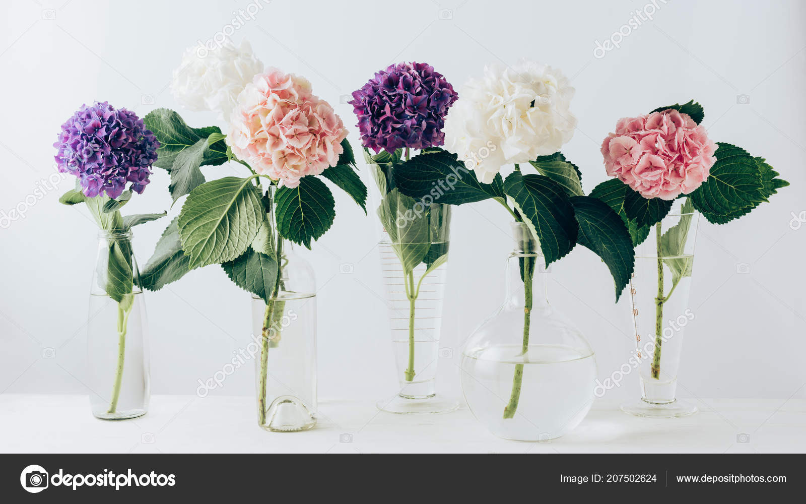 28 Perfect Glass Vase White Flowers 2024 free download glass vase white flowers of beautiful colorful blooming flowers hydrangea glass vases white pertaining to beautiful colorful blooming flowers of hydrangea in glass vases on white fotografie 