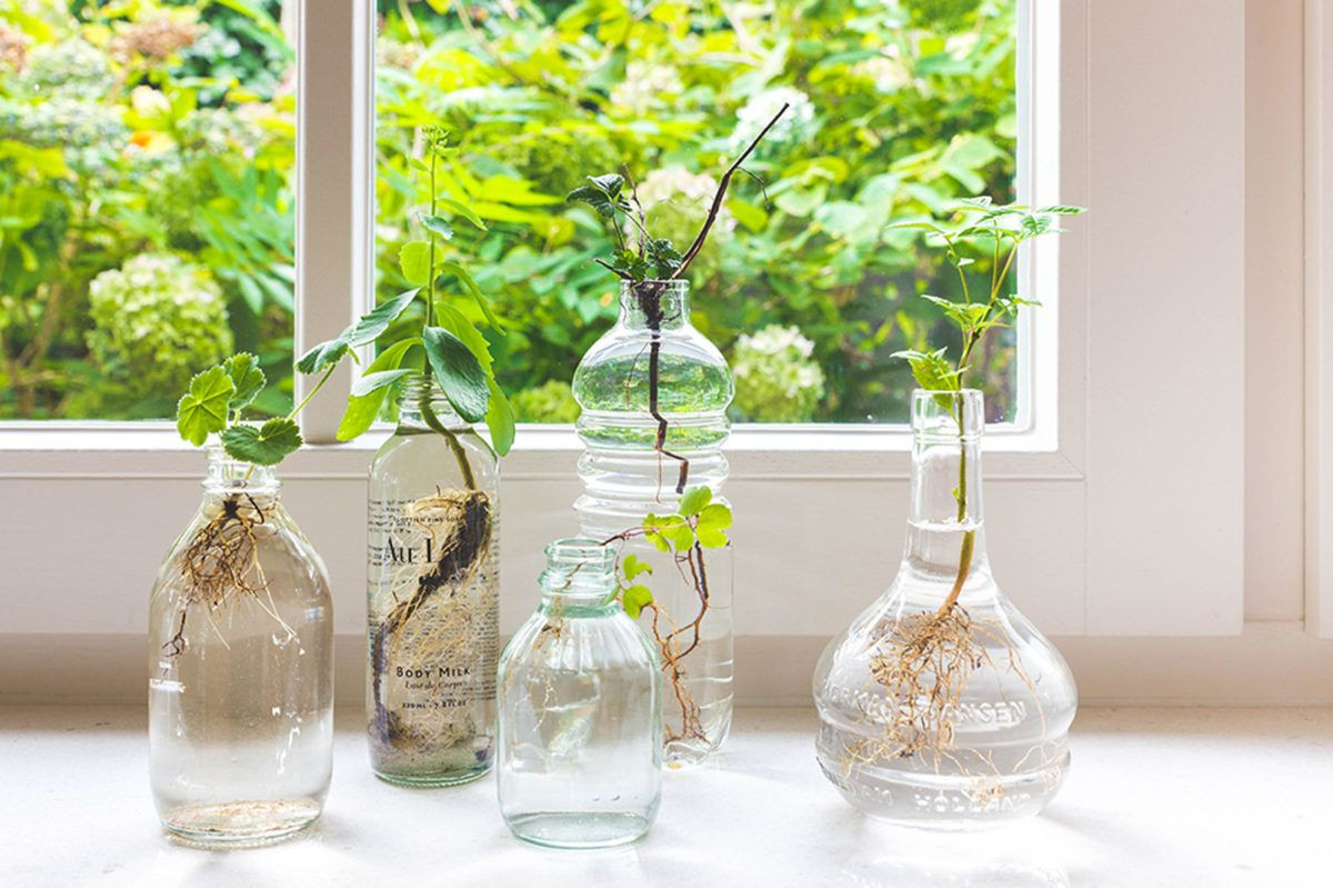 29 Nice Glass Vases Near Me 2024 free download glass vases near me of microtrend decor details pinterest plants water and house with regard to rooting plants in water glass vases trend round vases glass green trend italianbark interior d