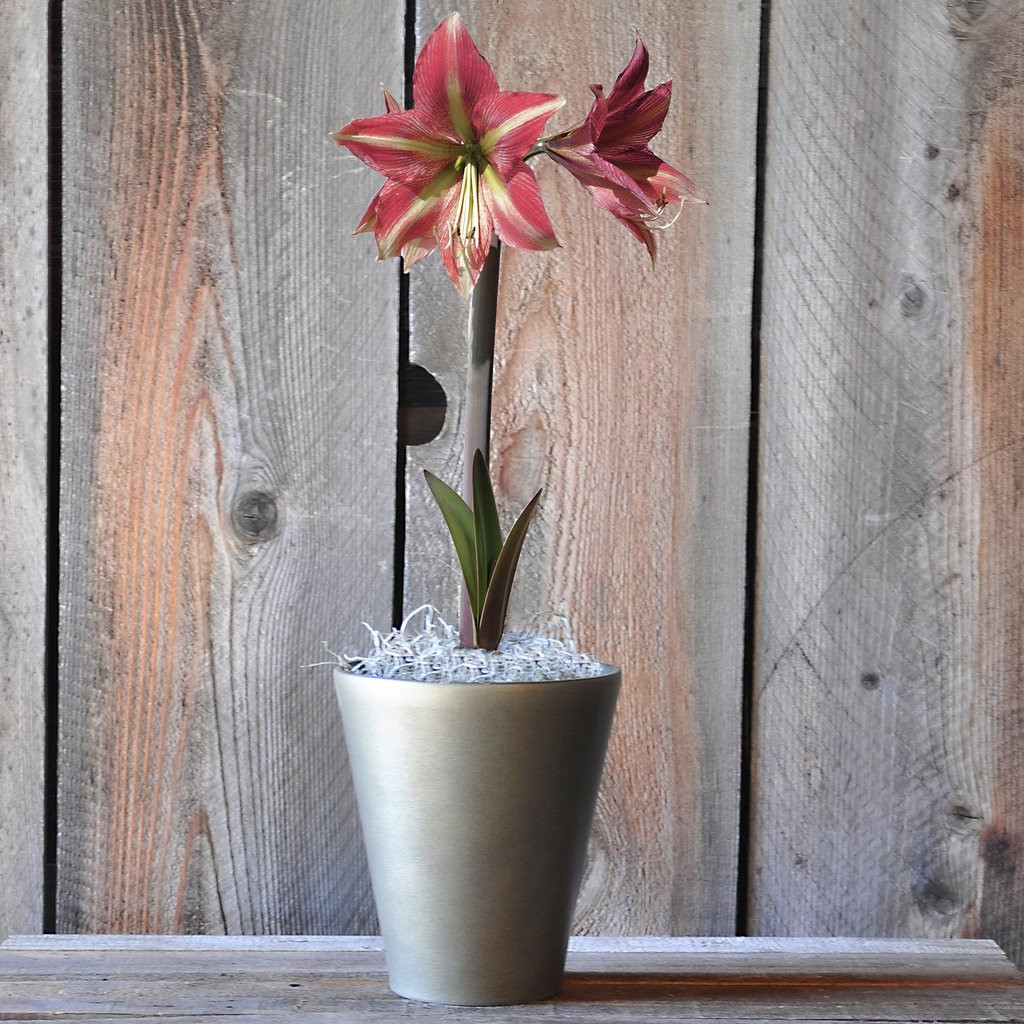 12 attractive Gold Striped Vase 2024 free download gold striped vase of flowering gifts gifts for the gardener gardening gift cards pertaining to amaryllis cherry crush in a brushed pewter vase free shipping