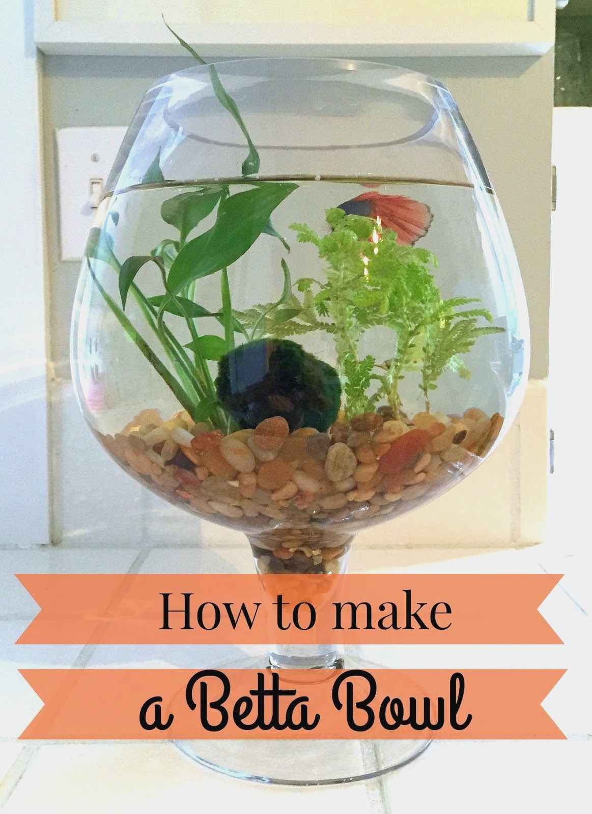 25 Stylish Goldfish Vase 2024 free download goldfish vase of fresh best plants for betta plant directory in how to make a betta bowl with live plants