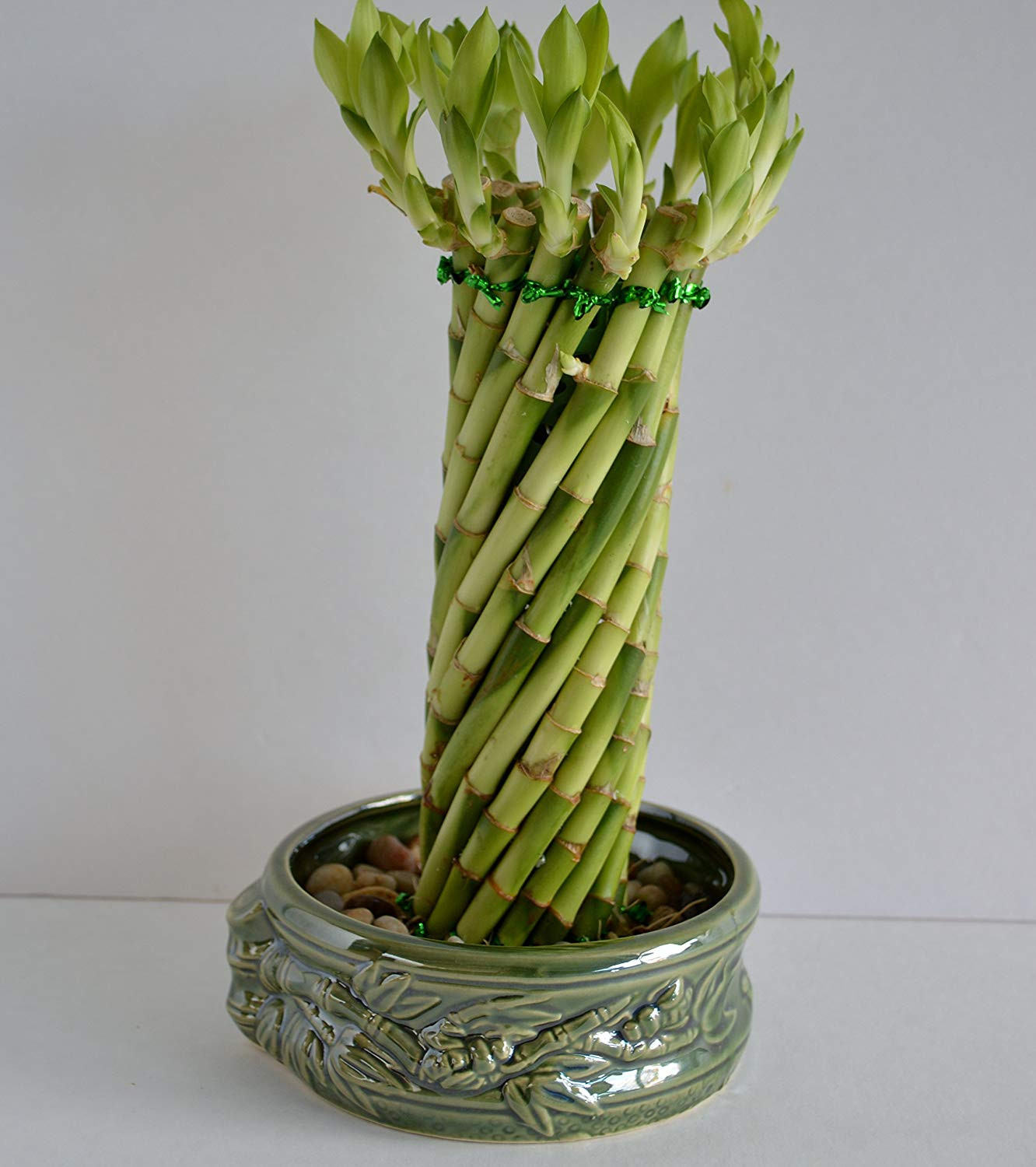 green bamboo sticks for vases of amazon com lucky bamboo twisted design 8 10 set with a handmade with regard to amazon com lucky bamboo twisted design 8 10 set with a handmade ceramic vase from jm bamboo garden outdoor
