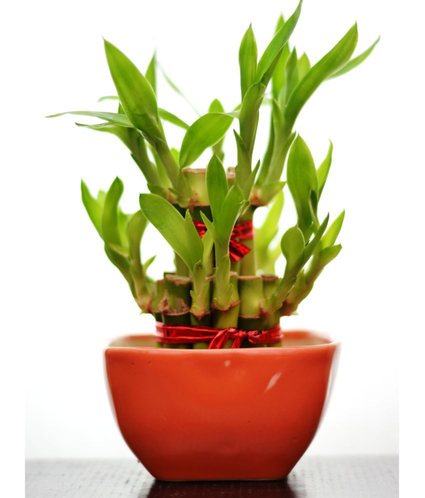 24 Stunning Green Bamboo Sticks for Vases 2024 free download green bamboo sticks for vases of green plant indoor 2 layer lucky bamboo plant with ceramic pot intended for green plant indoor 2 layer lucky bamboo plant with ceramic pot indoor bamboo plan