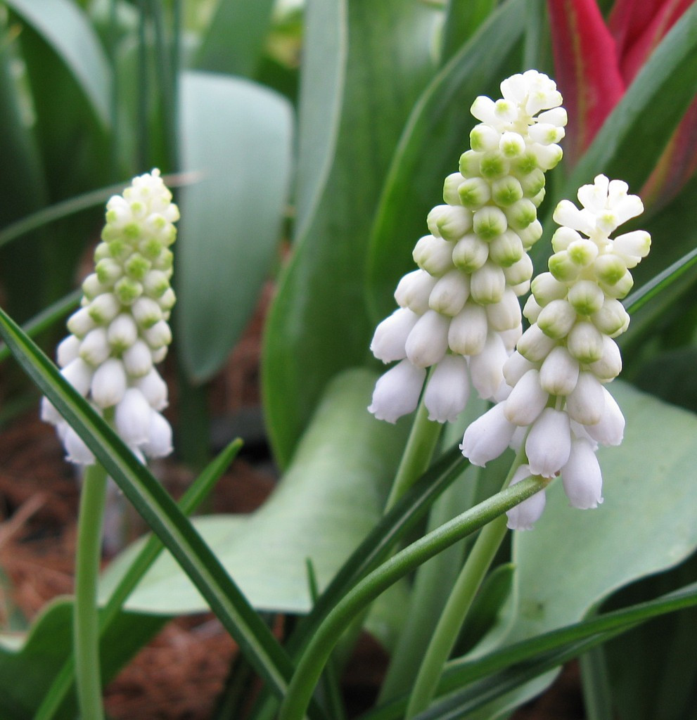 grow bulbs in glass vase of fafardbulbs archives fafard inside grape hyacinths including the ethereal muscari pallens are among the best bulbs