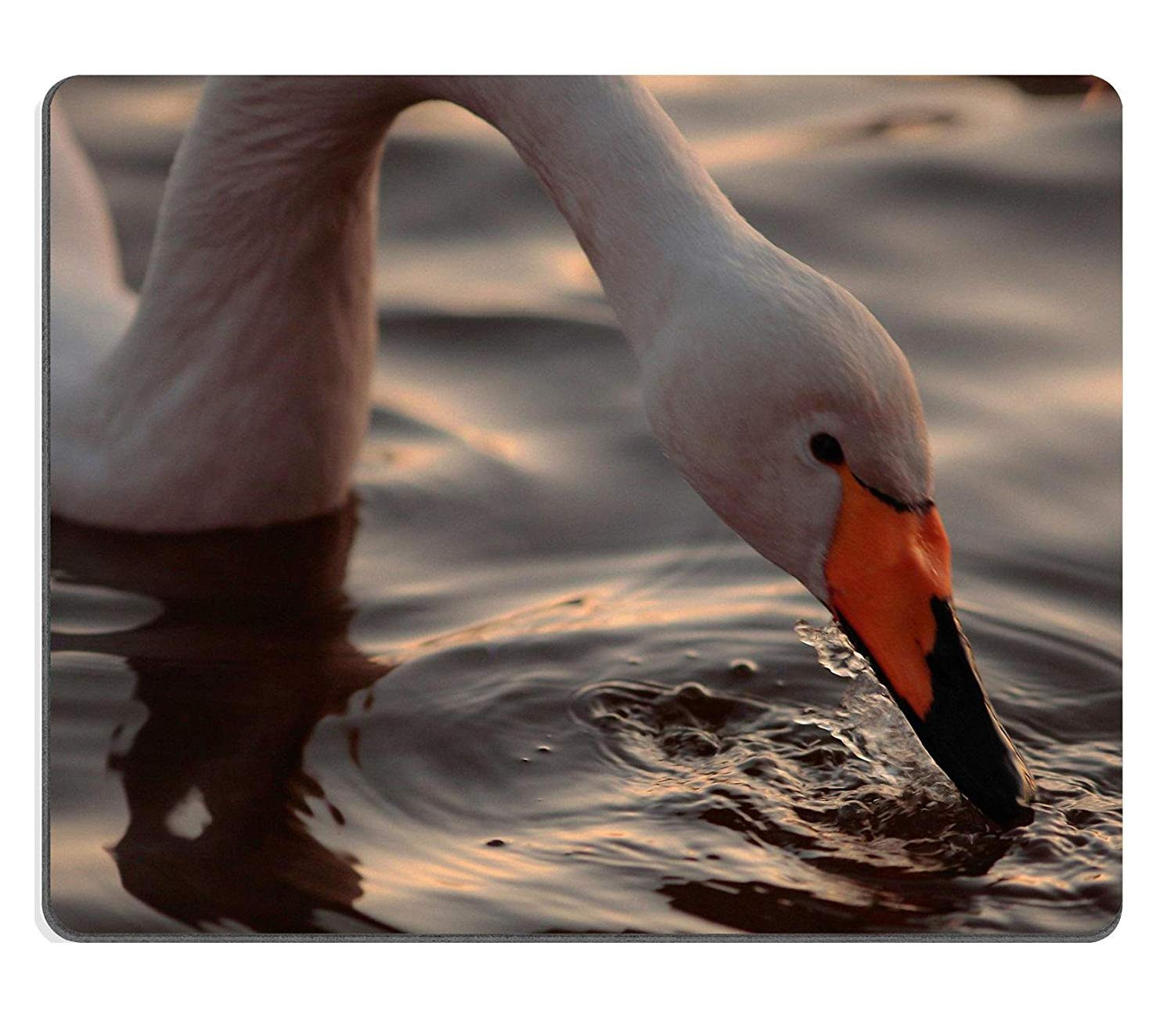 11 Elegant Hand Blown Glass Swan Vases 2024 free download hand blown glass swan vases of amazon com msd mousepad image id 24592374 a closeup portrait of in amazon com msd mousepad image id 24592374 a closeup portrait of whooper swan drinking from t