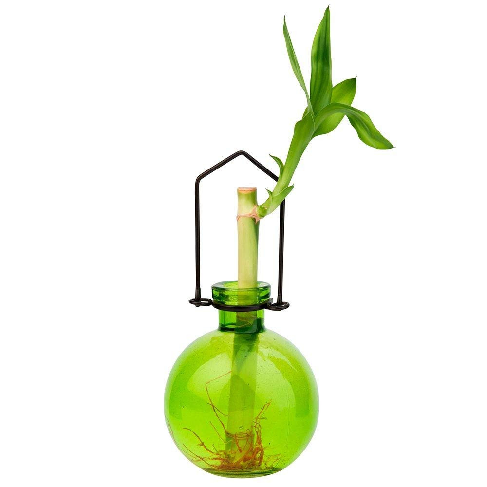 19 Amazing Hanging Glass Rooting Vases 2024 free download hanging glass rooting vases of amazon com couronne company m370 6544g01 hanging ball recycled with regard to amazon com couronne company m370 6544g01 hanging ball recycled glass rooting vase