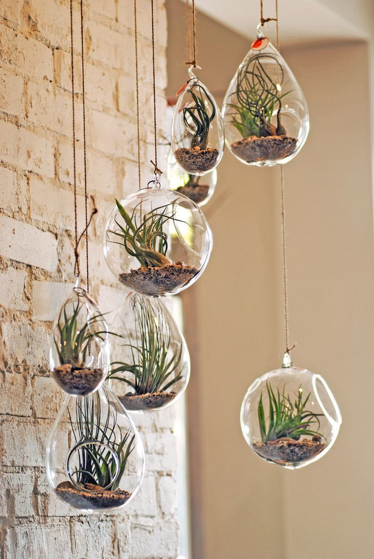 12 Fabulous Hanging Teardrop Vase 2024 free download hanging teardrop vase of 428 best jardac2adn images on pinterest succulents exotic flowers and regarding air plants suspend 1 or a dozen incredibly easy diy plant project http