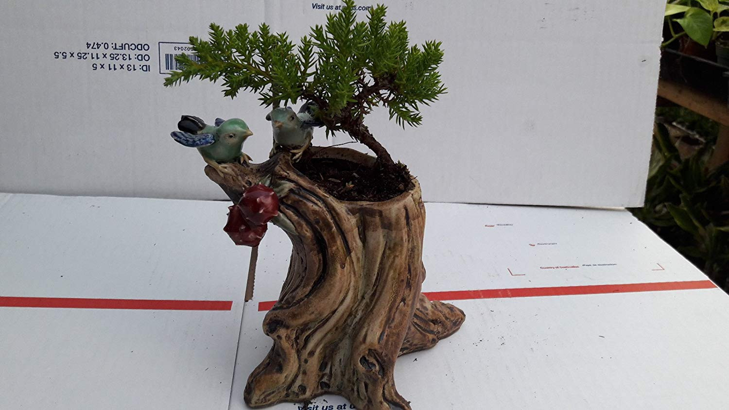 19 Stylish Hay Tree Trunk Vase 2024 free download hay tree trunk vase of amazon com bonsai tree potted in a bird ceramic 5 pot with amazon com bonsai tree potted in a bird ceramic 5 pot everything else
