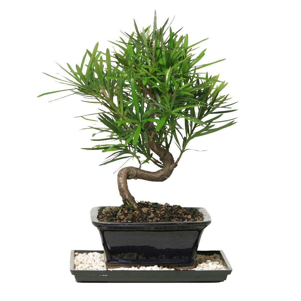 19 Stylish Hay Tree Trunk Vase 2024 free download hay tree trunk vase of trees bushes at the home depot with podocarpus micro phyllus bonsai