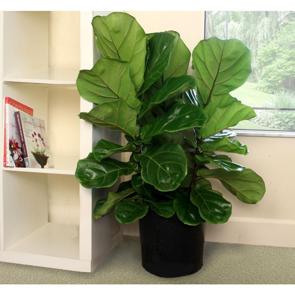 17 Trendy Home Depot Outdoor Vases 2024 free download home depot outdoor vases of costa farms ficus lyrata fiddle leaf fig floor plant in 8 75 in within ficus pandurata bush in pot 10pan the home depot