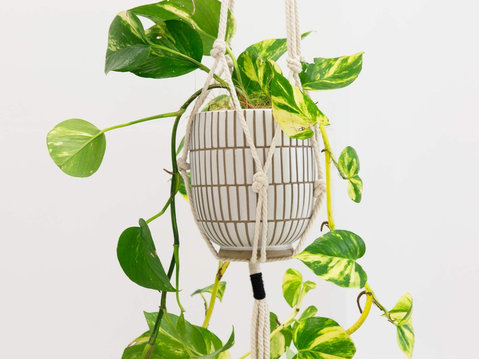 30 attractive House Plant Vase 2024 free download house plant vase of leo plant hanger plant storage mocka nz with leo plant hanger