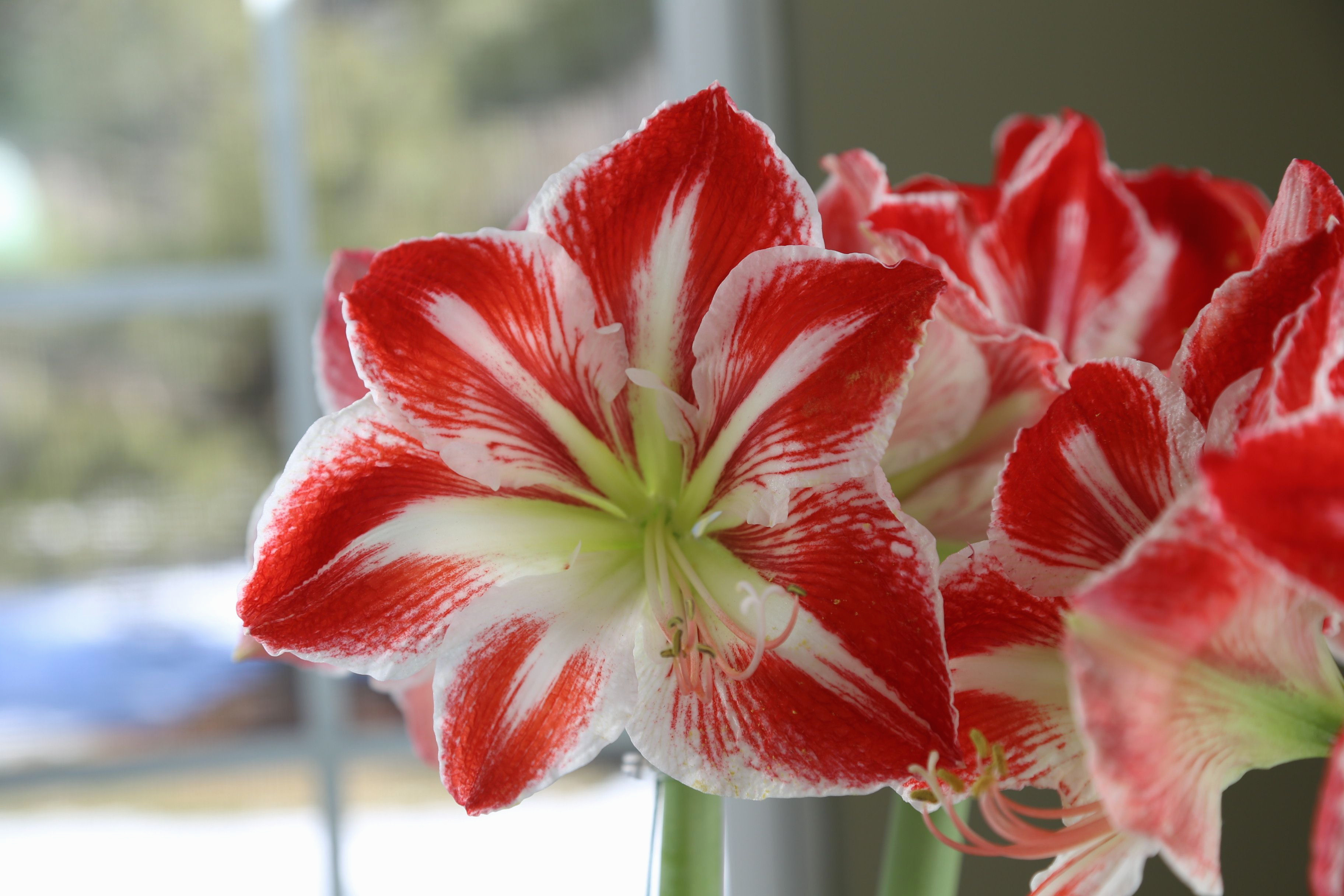 How to Grow Bulbs In Vases Of New An Amaryllis May Be the Easiest and Most Impressive Plant You Ll within An Amaryllis May Be the Easiest and Most Impressive Plant You Ll