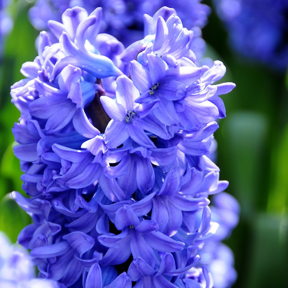 15 Amazing Hyacinth forcing Vase 2024 free download hyacinth forcing vase of buy prepared hyacinth bulbs for forcing hyacinthus orientalis for zoom