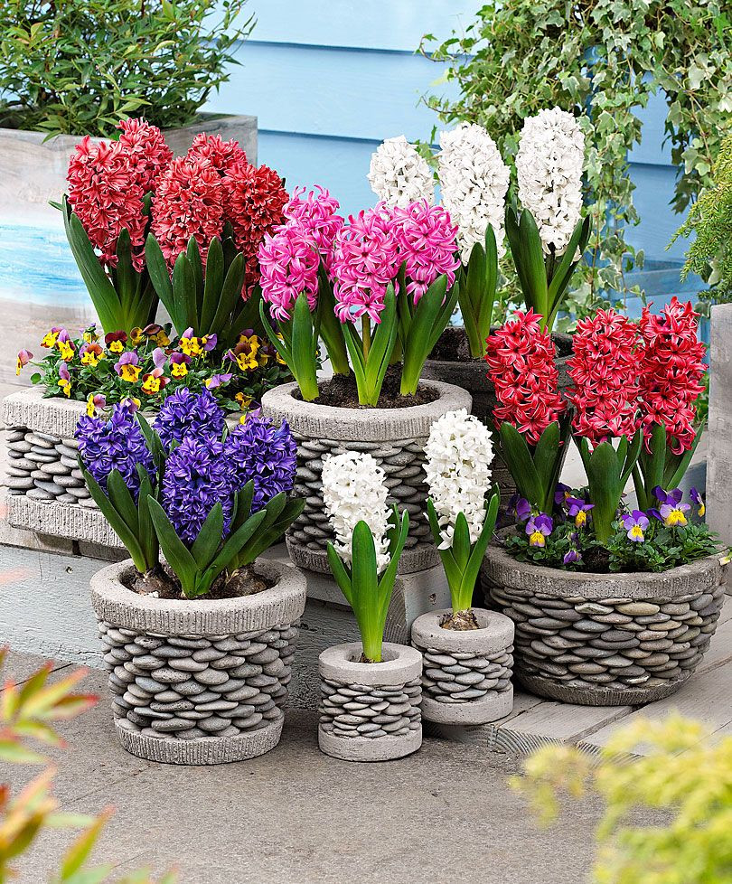 15 Amazing Hyacinth forcing Vase 2024 free download hyacinth forcing vase of collections of hyacinths fleursplantesjardins flowers inside collections of hyacinths