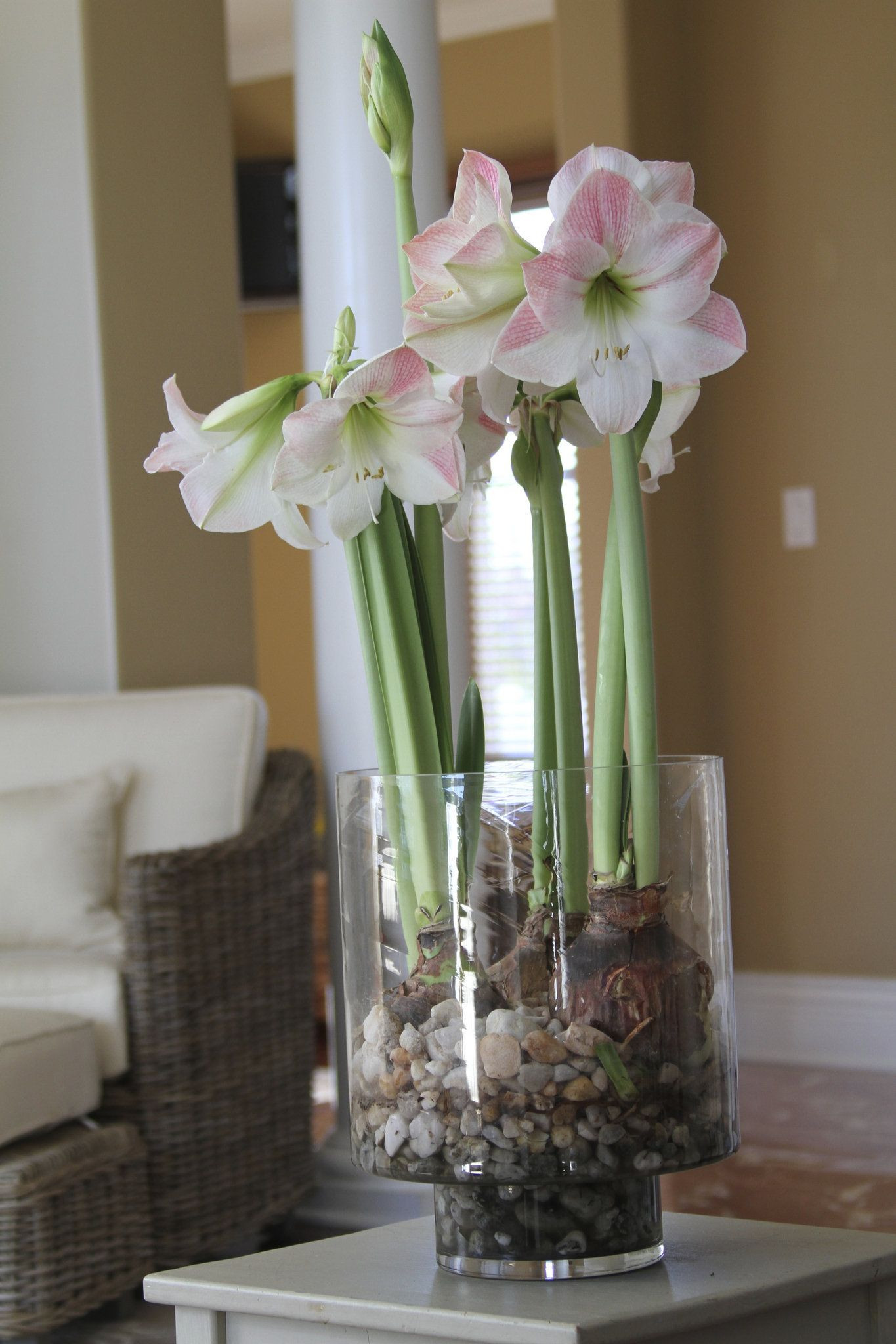 15 Amazing Hyacinth forcing Vase 2024 free download hyacinth forcing vase of forcing bulbs how to grow flowers in water this winter in and in the process which is an alternative to the similar method of forcing bulbs to bloom