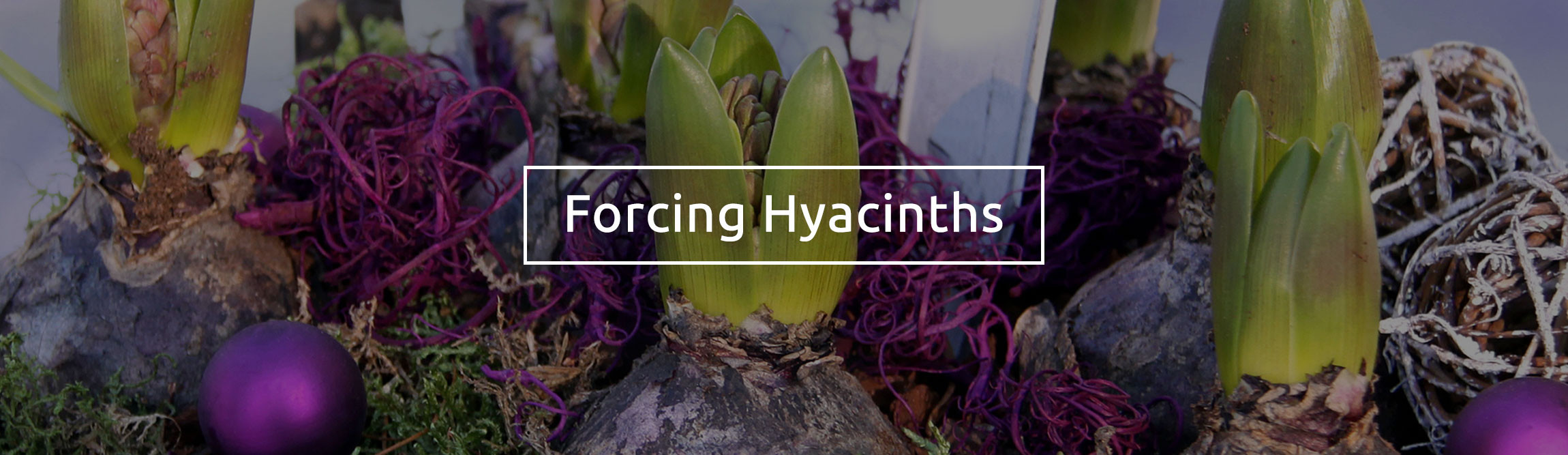 15 Amazing Hyacinth forcing Vase 2024 free download hyacinth forcing vase of forcing hyacinth bulbs to flower for christmas david domoney pertaining to forcing hyacinth bulbs to flower for christmas